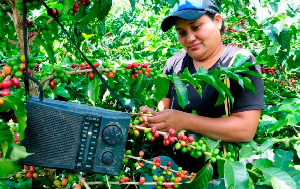Cafetero local de Chiapas